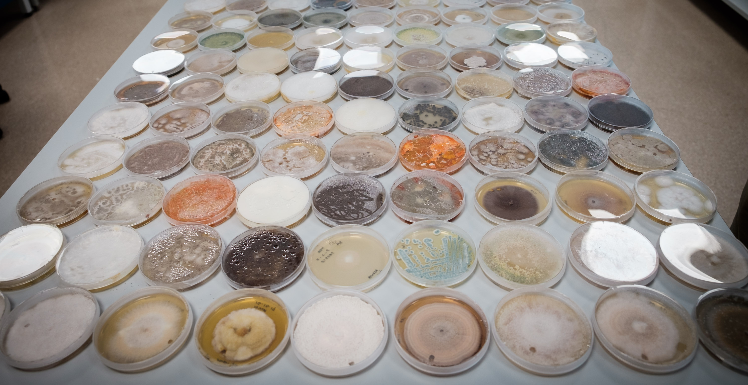 Rows of petri dishes with fungal and bacteria cultures collected from air. 