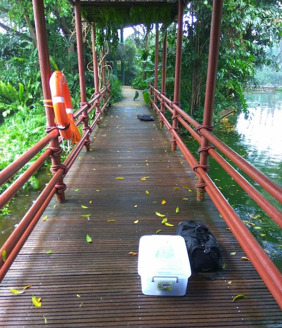 A two person wide dark wooden footbridge with deep orcher colored hand rails and canopy over a body of water reflecting the surrounding greenary. Field sampling equipment lay in the foreground in preperation for air sampling