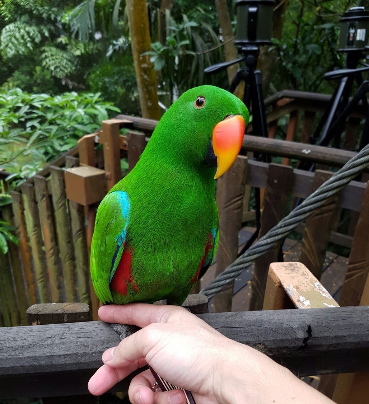 A bright green male eclectus parrot perched on a wooden handrail amidst a tropical forest backdrop. A hand outstretched towards the feet of the bird as if inviting it to perch on finger offered