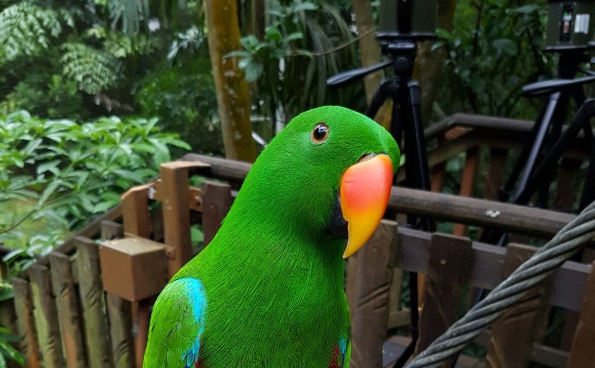 A bright green male eclectus parrot perched on a wooden handrail amidst a tropical forest backdrop.
